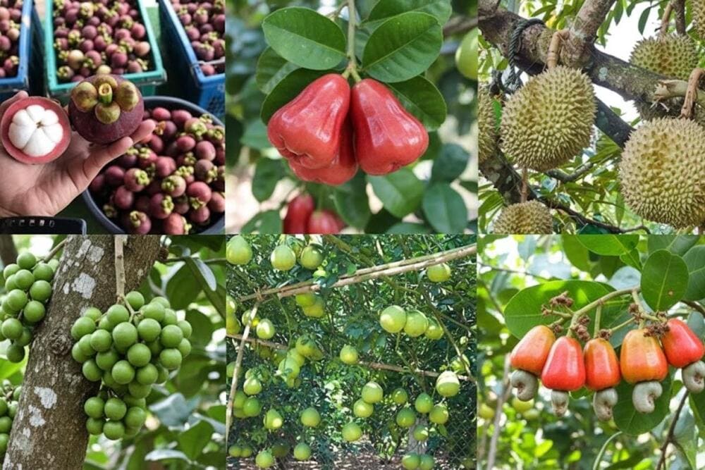 Miệt vườn tr&ugrave; ph&uacute;, tr&aacute;i c&acirc;y theo m&ugrave;a đa dạng, l&agrave; điểm hẹn hấp dẫn mỗi dịp h&egrave;.